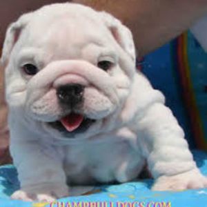 Meet your Posher, Starr